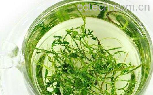 绞股蓝泡水喝的功效与好处-0