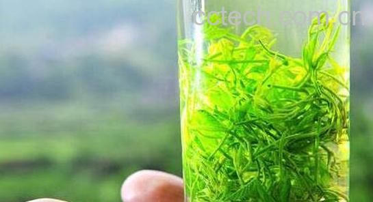 绞股蓝泡水喝的功效与副作用-0