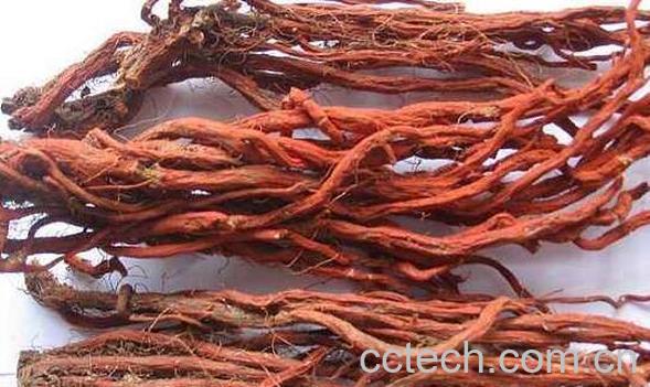 红丹参的功效与副作用-0