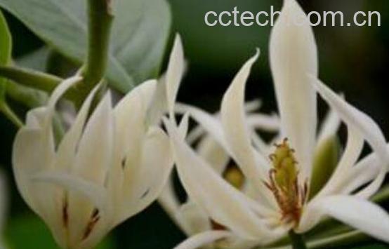 白兰花怎么养 养殖白兰花的注意事项-0