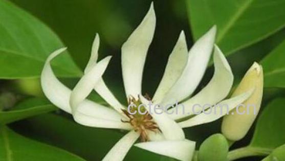 白兰花怎么养 养殖白兰花的注意事项-1