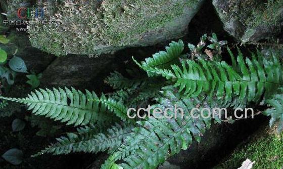 广西人头蕨的药用价值-0