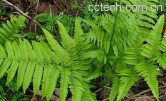 广西人头蕨的药用价值-1