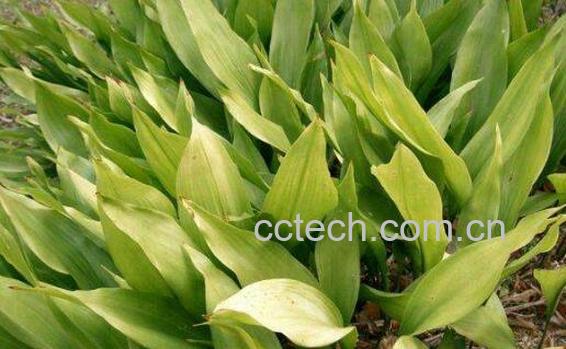 蜘蛛抱蛋的功效与作用-0