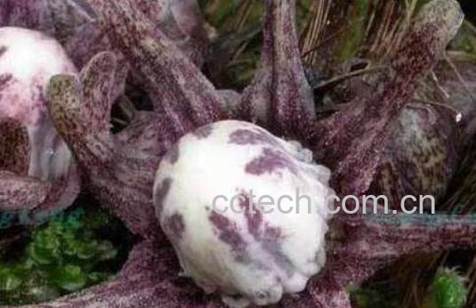 蜘蛛抱蛋的功效与作用-1