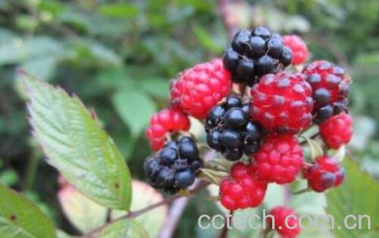 三月苞根的功效与作用-1