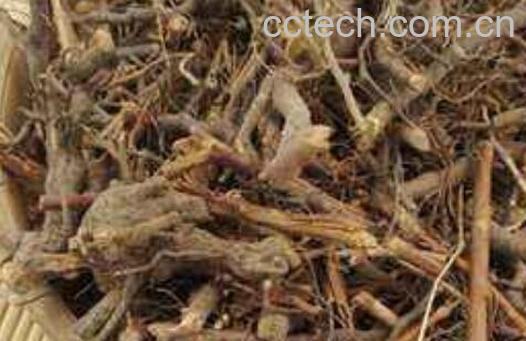 三月苞根的功效与作用-0