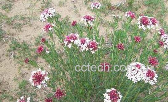 中药醉马草的功效与作用-0