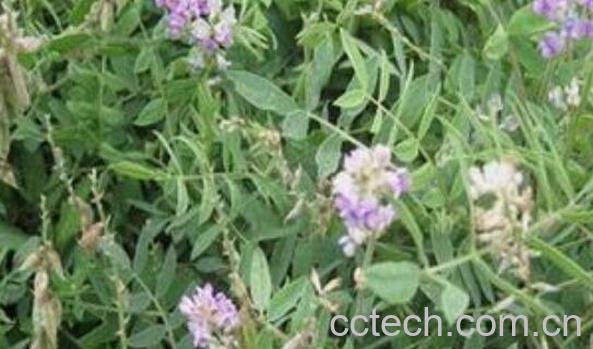 中药醉马草的功效与作用-1