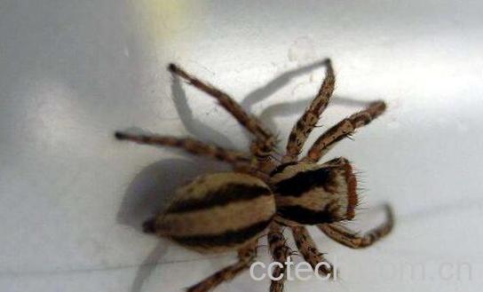 蜘蛛的药用价值和功效-0