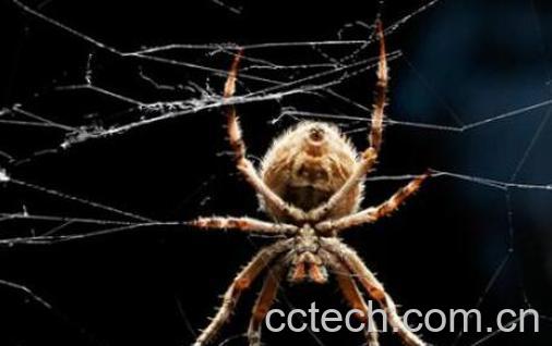 蜘蛛的药用价值和功效-1