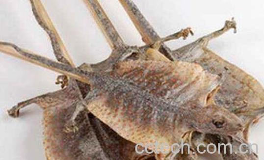 蛤蚧的功效与作用及吃法-1