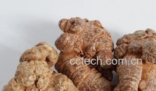 川三七和三七的区别 三七的功效-1