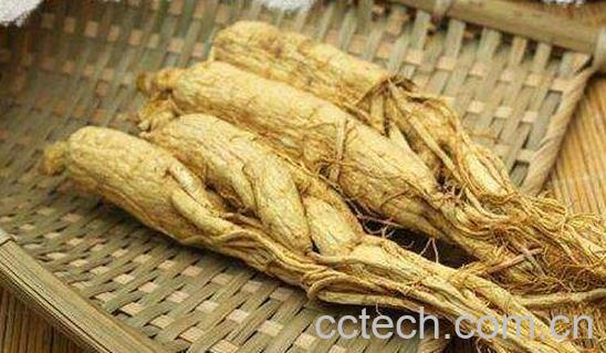 黄参的功效与作用 黄参的吃法-0