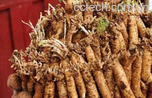 黄参的功效与作用 黄参的吃法-1