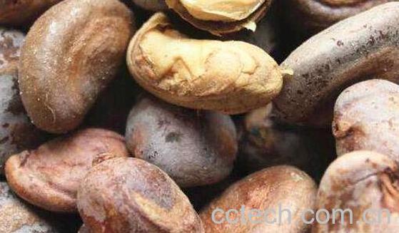 屈头鸡的功效与作用 什么人群不适宜吃屈头鸡-0