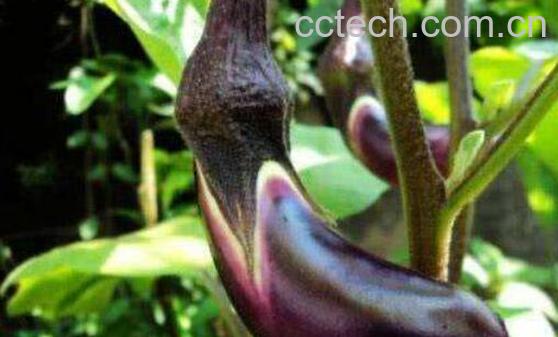 茄根煮水的功效与作用-1