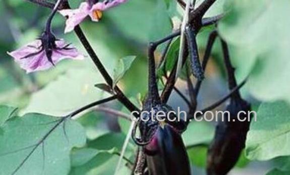 茄根煮水的功效与作用-0