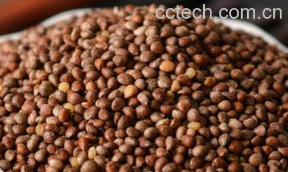 黑麻子的功效与作用及药用价值-1