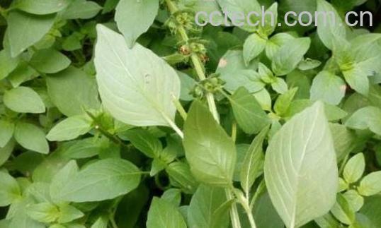 荆芥的功效与禁忌-0