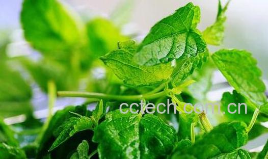  女人吃荆芥有什么好处-0