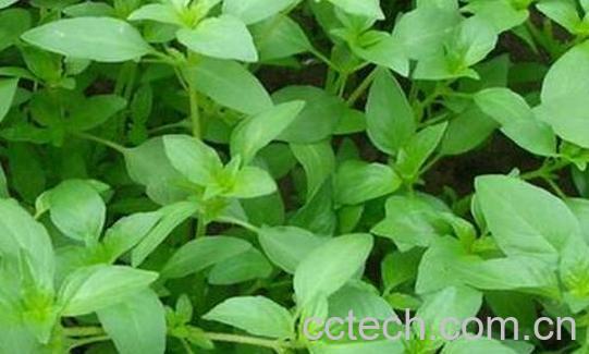 荆芥的功效与禁忌-1