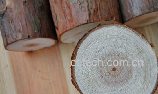 松木皮的功效与作用-0