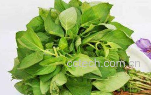  女人吃荆芥有什么好处-1