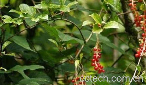 五香藤的功效与作用-0