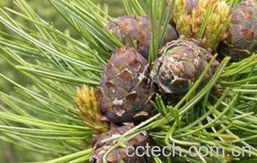 马尾松松塔的功效与作用-0