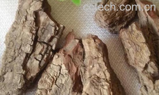 枣树皮的作用与功效 枣树皮的副作用-0