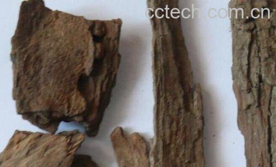 枣树皮的作用与功效 枣树皮的副作用-1