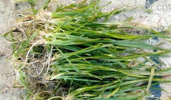 西藏苦草的功效与作用有哪些-1