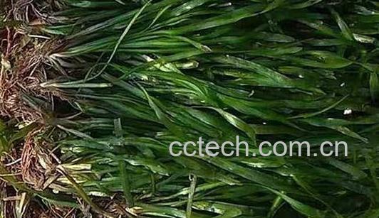 西藏苦草的功效与作用有哪些-0