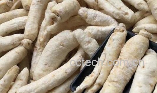 白泡参的功效与作用及食用方法-0