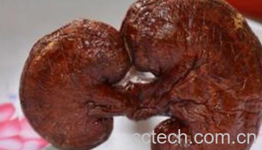 平盖灵芝和灵芝的区别 平盖灵芝的吃法-1