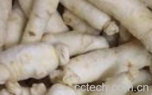 糖参的功效作用与禁忌-1