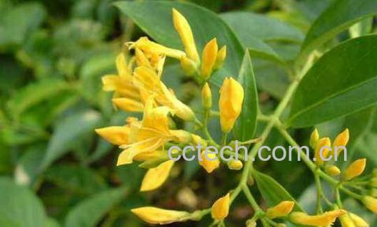 大茶药根的功效与作用-0