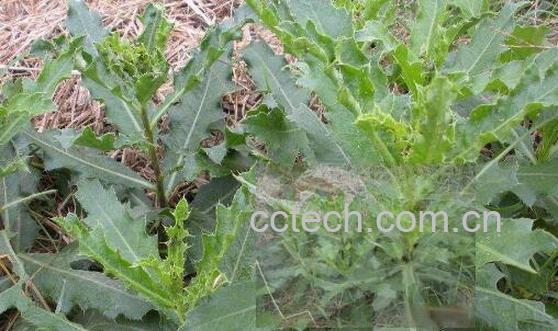 刺萝卜的功效与作用-1