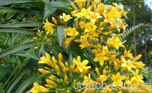 大茶药的功效与作用-0