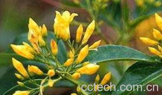 大茶药的功效与作用-1