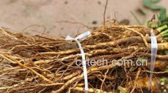 野蕉根的功效与作用-0