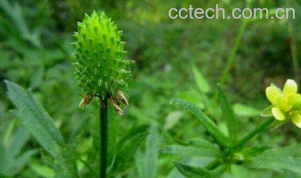 野蕉根的功效与作用-1