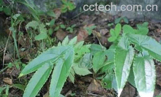 世界八大壮阳植物-0