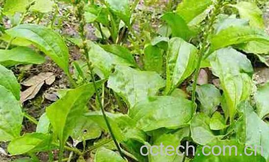 新鲜凉草的功效与作用-1