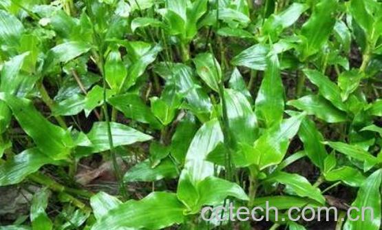 新鲜凉草的功效与作用-0