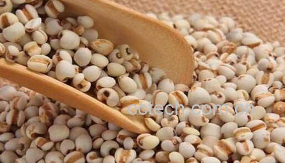 蕙苡仁的功效和作用 薏苡仁的副作用和禁忌-0