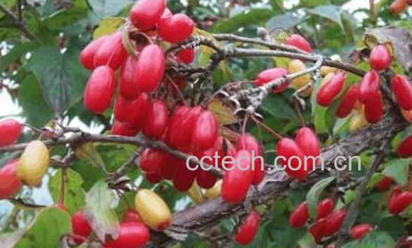 女人喝山萸肉有什么好处-0