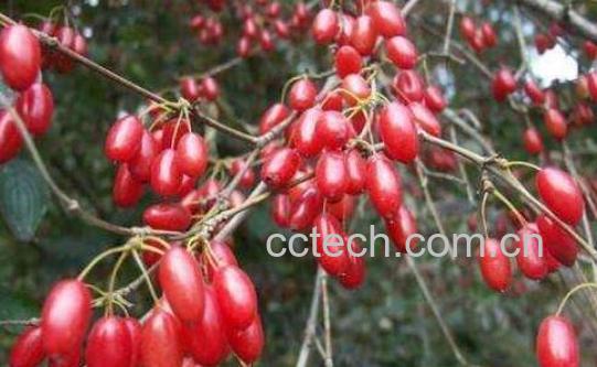 女人喝山萸肉有什么好处-1