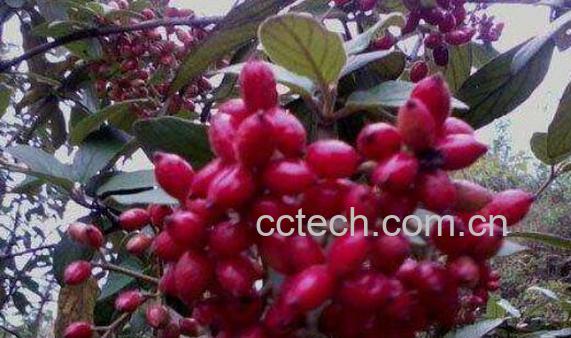 山茱萸长期服用的后果-0